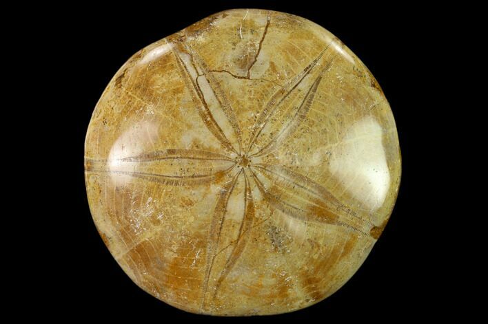 Polished Fossil Sand Dollar (Mepygurus) - Jurassic #139877